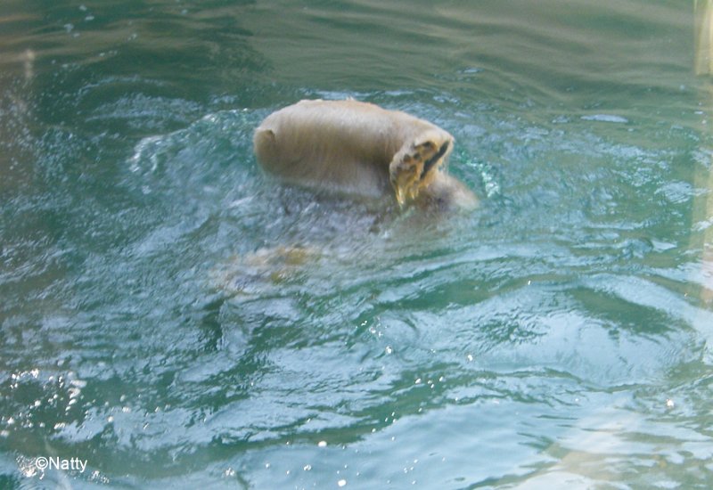 20 - ... unter Wasser ....jpg